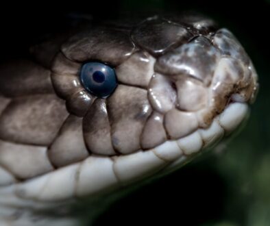 Programy do projektowania cząsteczek chemicznych – przegląd narzędzi dla naukowców