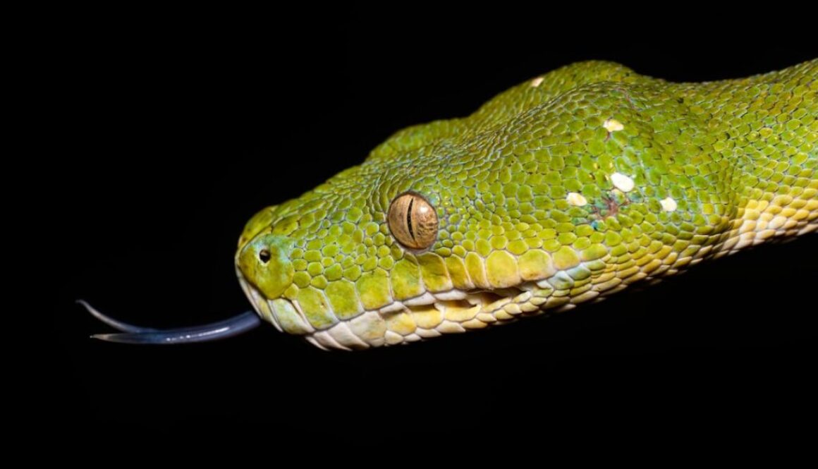 Podstawy programowania w pythonie – co warto wiedzieć na początek?