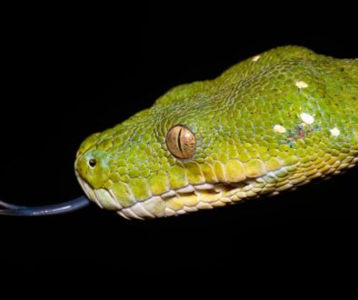 Podstawy programowania w pythonie – co warto wiedzieć na początek?